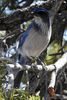 Woodhouse's Scrub-jay (Aphelocoma woodhouseii) - United States