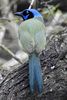 Green Jay (Cyanocorax yncas) - United States