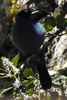 Steller's Jay (Cyanocitta stelleri) - Mexico