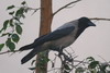 Hooded Crow (Corvus cornix) - Egypt