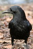 Carrion Crow (Corvus corone) - France