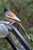 Rufous Treepie (Dendrocitta vagabunda) - India