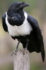 Pied Crow (Corvus albus) - Ethiopia