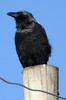 Somali Crow (Corvus edithae) - Ethiopia