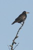 Rook (Corvus frugilegus) - France