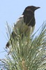 Black-billed Magpie (Pica hudsonia) - Canada