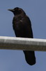 American Crow (Corvus brachyrhynchos) - Canada