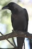 House Crow (Corvus splendens) - Sri Lanka