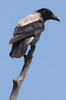 Hooded Crow (Corvus cornix) - Romania