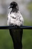 Hooded Crow (Corvus cornix) - Norway