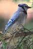 Blue Jay (Cyanocitta cristata) - Canada