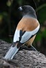 Rufous Treepie (Dendrocitta vagabunda) - India