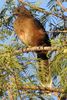 Plain Chachalaca (Ortalis vetula) - United States