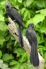 Groove-billed Ani (Crotophaga sulcirostris) - Costa-Rica