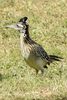 Greater Roadrunner (Geococcyx californianus) - United States