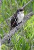 Yellow-billed Cuckoo (Coccyzus americanus) - United States