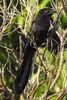 Groove-billed Ani (Crotophaga sulcirostris) - Mexico