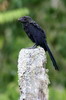 Smooth-billed Ani (Crotophaga ani) - Galapagos Islands