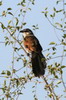 White-browed Coucal (Centropus superciliosus) - Ethiopia