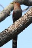 Common Squirrel-cuckoo (Piaya cayana) - Panama