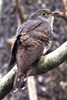 Indian Cuckoo (Cuculus micropterus) - Malaysia