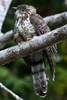 Large Hawk-cuckoo (Hierococcyx sparverioides) - Malaysia