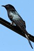 Square-tailed Drongo-cuckoo (Surniculus lugubris) - Malaysia