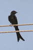 Black Drongo (Dicrurus macrocercus) - India