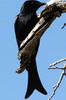 Fork-tailed Drongo (Dicrurus adsimilis) - South Africa