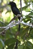 Greater Racket-tailed Drongo (Dicrurus paradiseus) - Malaysia