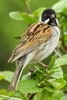Reed Bunting (Emberiza schoeniclus) - Ireland