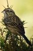 Rock Bunting (Emberiza cia) - Spain