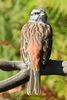 Rock Bunting (Emberiza cia) - Portugal