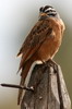 Cinnamon-breasted Bunting (Emberiza tahapisi) - Ethiopia