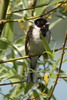 Reed Bunting (Emberiza schoeniclus) - France