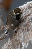 Reed Bunting (Emberiza schoeniclus) - France