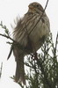 Corn Bunting (Emberiza calandra) - Spain