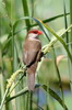 Common Waxbill (Estrilda astrild) - Ethiopia