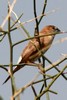 Indian Silverbill (Euodice malabarica) - India