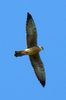 Red-footed Falcon (Falco vespertinus) - France