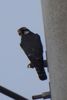 Aplomado Falcon (Falco femoralis) - United States