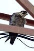 Peregrine Falcon (Falco peregrinus) - Mexico