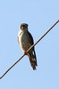 Crcerelle d'Amrique (Falco sparverius) - Cuba