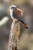 American Kestrel (Falco sparverius) - Peru