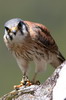 American Kestrel (Falco sparverius) - Peru