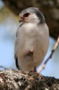 African Pygmy-falcon (Polihierax semitorquatus) - Ethiopia