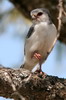 African Pygmy-falcon (Polihierax semitorquatus) - Ethiopia