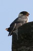 Bat Falcon (Falco rufigularis) - Mexico