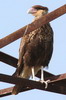 Crested Caracara (Caracara plancus) - Argentina