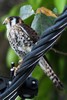 American Kestrel (Falco sparverius) - Guadeloupe